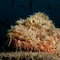 Scorpionfish